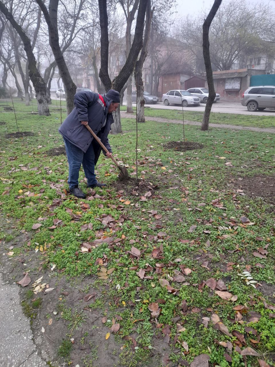 На Адмиральском бульваре стало больше деревьев На Адмиральском бульваре стало больше деревьев