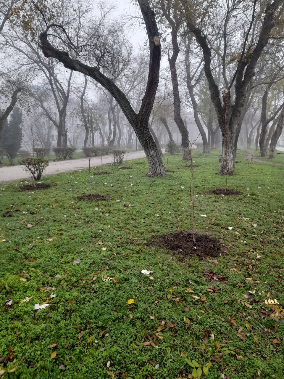 На Адмиральском бульваре стало больше деревьев На Адмиральском бульваре стало больше деревьев