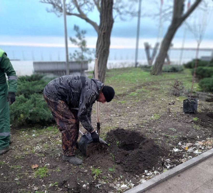 В Феодосии продолжается высадка молодых деревьев В Феодосии продолжается высадка молодых деревьев