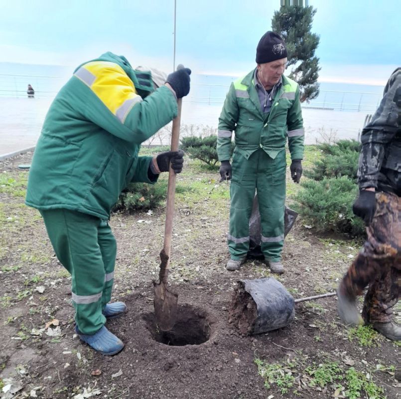 В Феодосии продолжается высадка молодых деревьев В Феодосии продолжается высадка молодых деревьев