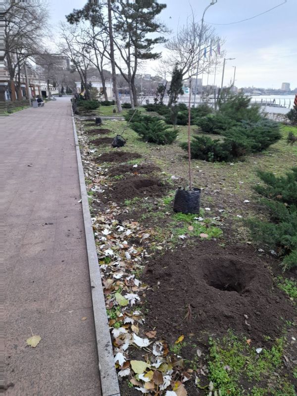 В Феодосии продолжается высадка молодых деревьев В Феодосии продолжается высадка молодых деревьев