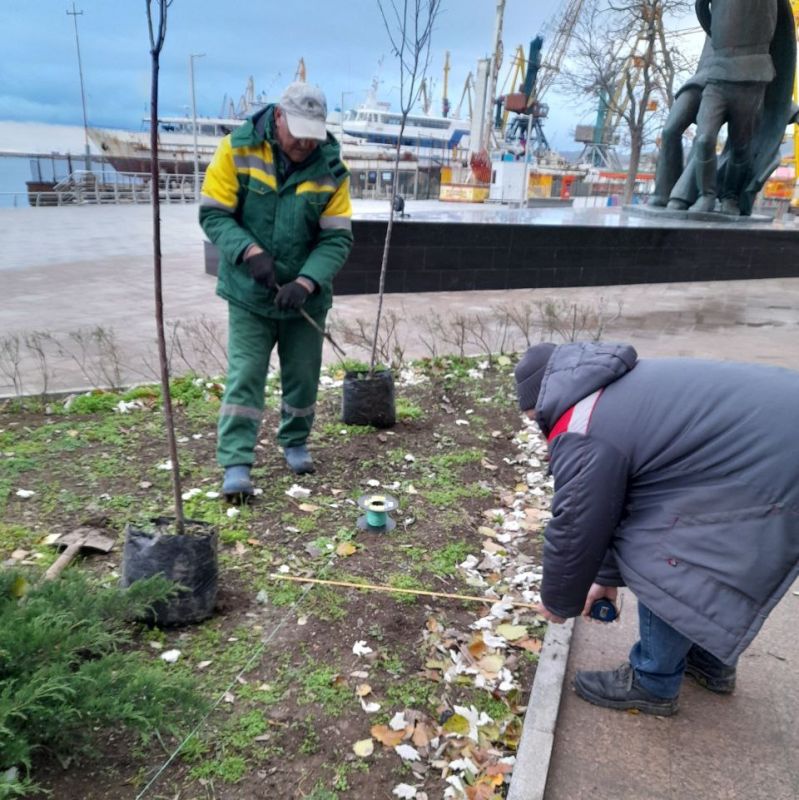 В Феодосии продолжается высадка молодых деревьев