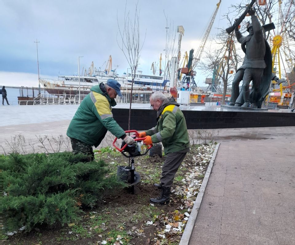 В Феодосии продолжается высадка молодых деревьев В Феодосии продолжается высадка молодых деревьев