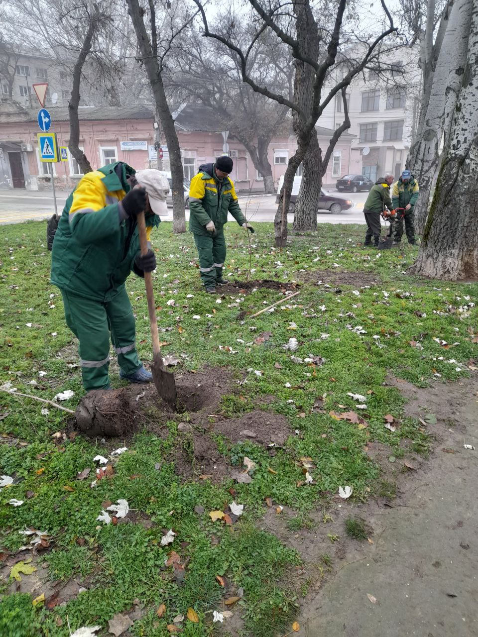 На Адмиральском бульваре стало больше деревьев На Адмиральском бульваре стало больше деревьев