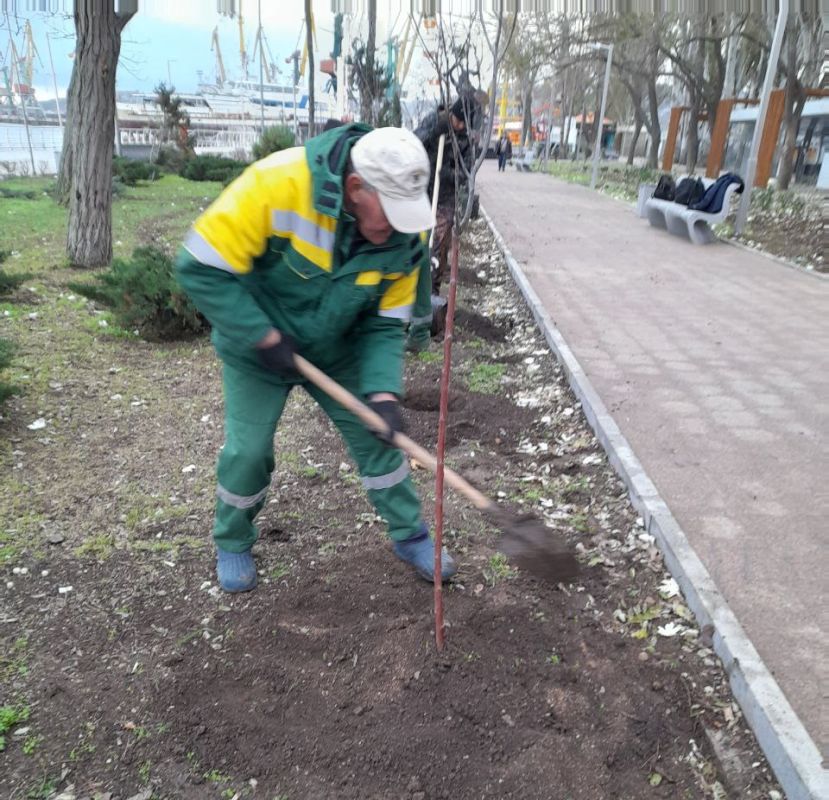 В Феодосии продолжается высадка молодых деревьев В Феодосии продолжается высадка молодых деревьев
