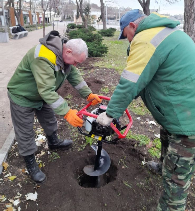 В Феодосии продолжается высадка молодых деревьев В Феодосии продолжается высадка молодых деревьев