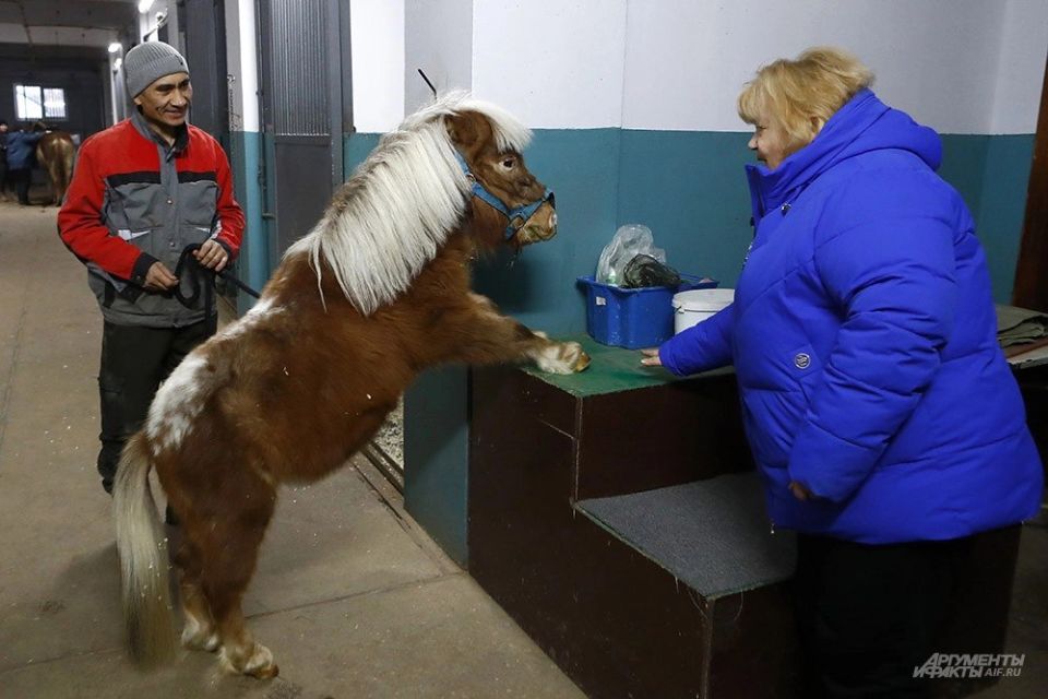 Как игрушечные. Мини-кони возят грузы и безошибочно предсказывают погоду Как игрушечные. Мини-кони возят грузы и безошибочно предсказывают погоду
