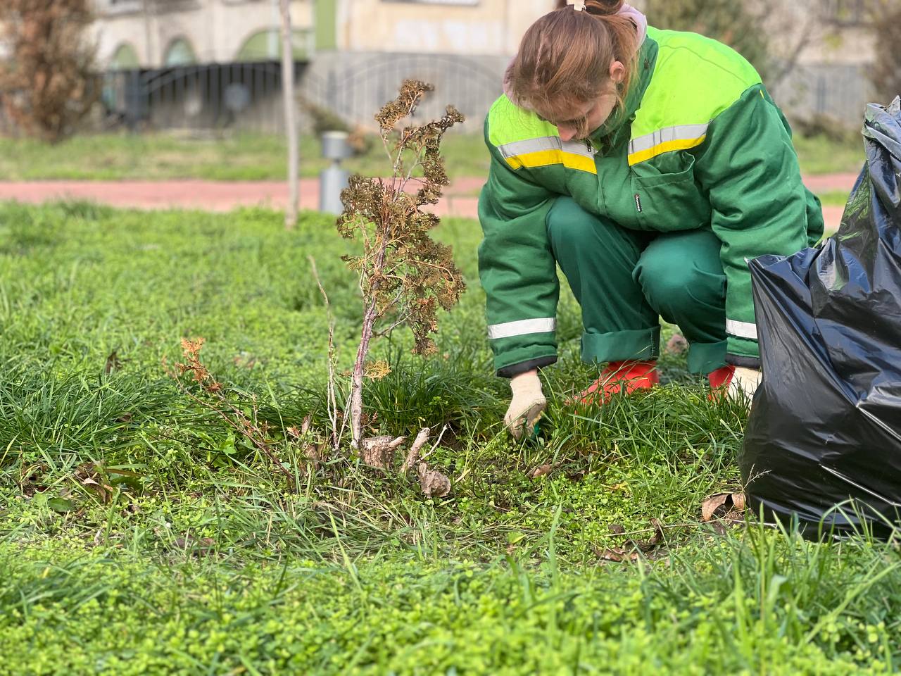 В сквере на Таврической площади проводят обрезку кустарников и обкопку деревьев В сквере на Таврической площади проводят обрезку кустарников и обкопку деревьев