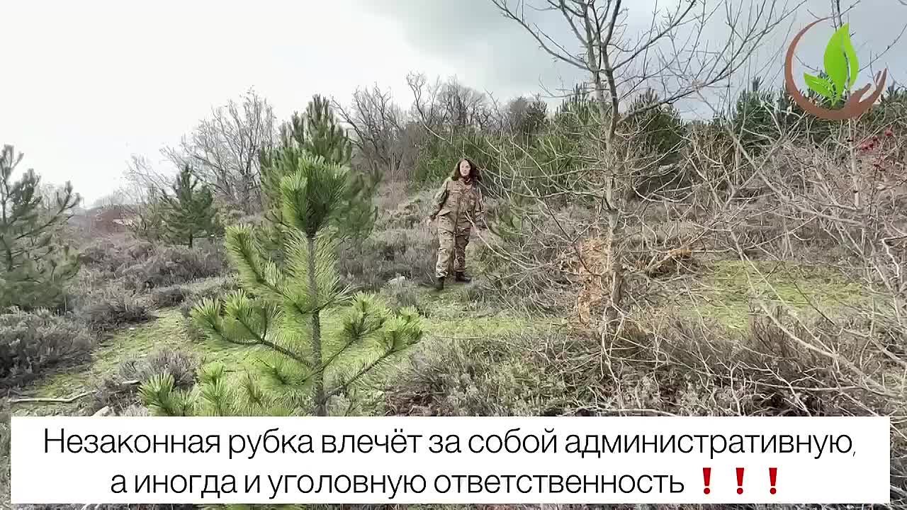 Усилен контроль за сохранностью лесного фонда в предновогодний период