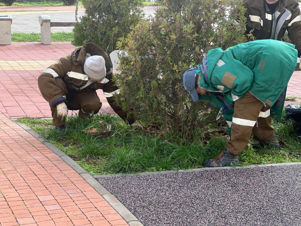 В сквере на Таврической площади проводят обрезку кустарников и обкопку деревьев В сквере на Таврической площади проводят обрезку кустарников и обкопку деревьев
