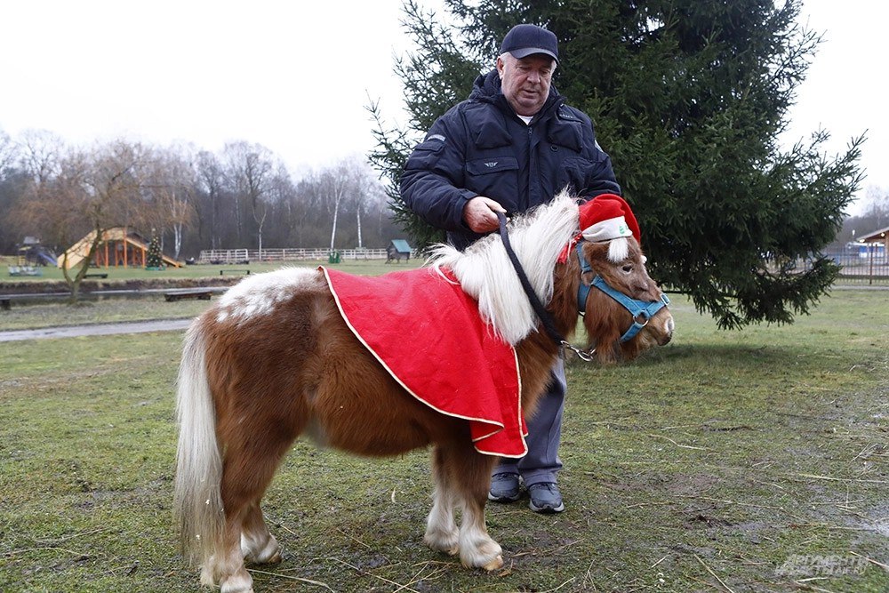 Как игрушечные. Мини-кони возят грузы и безошибочно предсказывают погоду Как игрушечные. Мини-кони возят грузы и безошибочно предсказывают погоду