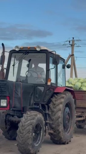 Денис Кратюк: В Республике Крым в активной фазе находится завершение уборочной кампании капусты белокочанной