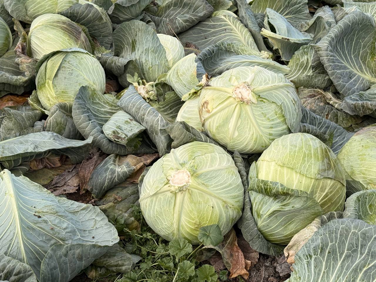 Денис Кратюк: В Республике Крым в активной фазе находится завершение уборочной кампании капусты белокочанной Денис Кратюк: В Республике Крым в активной фазе находится завершение уборочной кампании капусты белокочанной