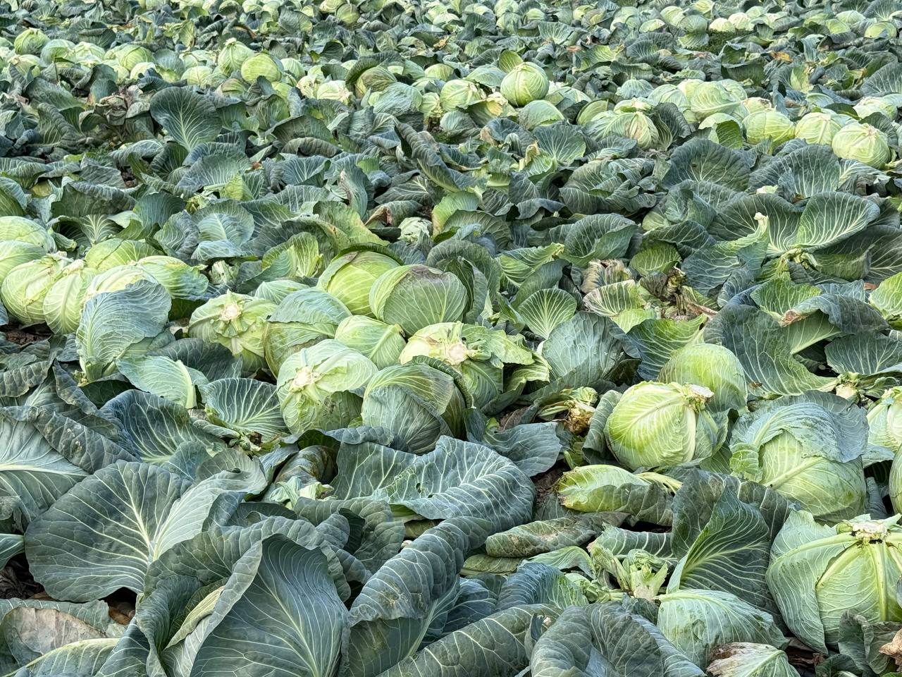 Денис Кратюк: В Республике Крым в активной фазе находится завершение уборочной кампании капусты белокочанной Денис Кратюк: В Республике Крым в активной фазе находится завершение уборочной кампании капусты белокочанной