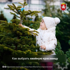 Как выбрать ёлку, чтобы она была и красивой, и безопасной?