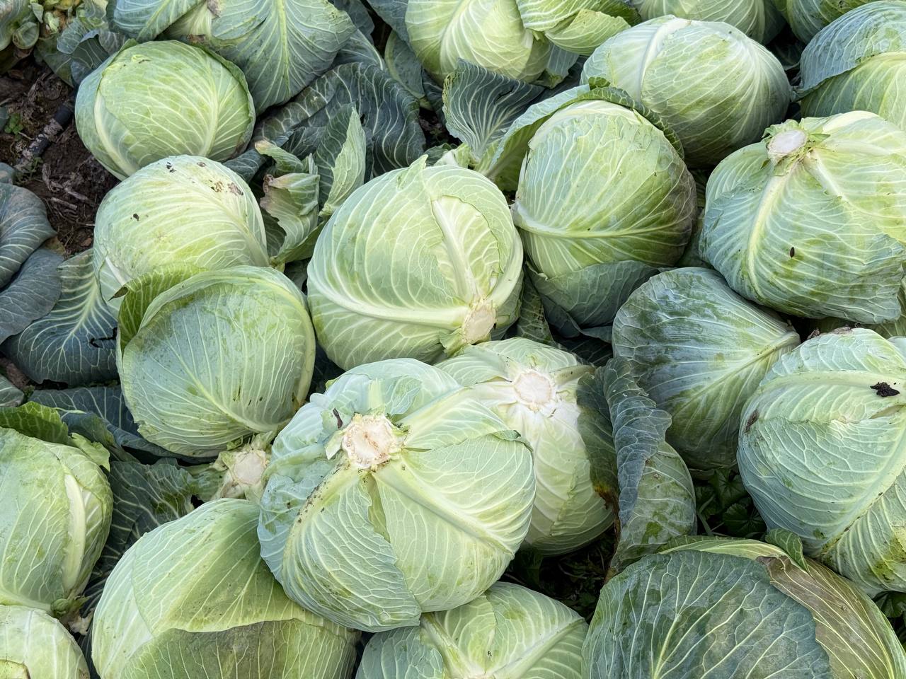 Денис Кратюк: В Республике Крым в активной фазе находится завершение уборочной кампании капусты белокочанной Денис Кратюк: В Республике Крым в активной фазе находится завершение уборочной кампании капусты белокочанной