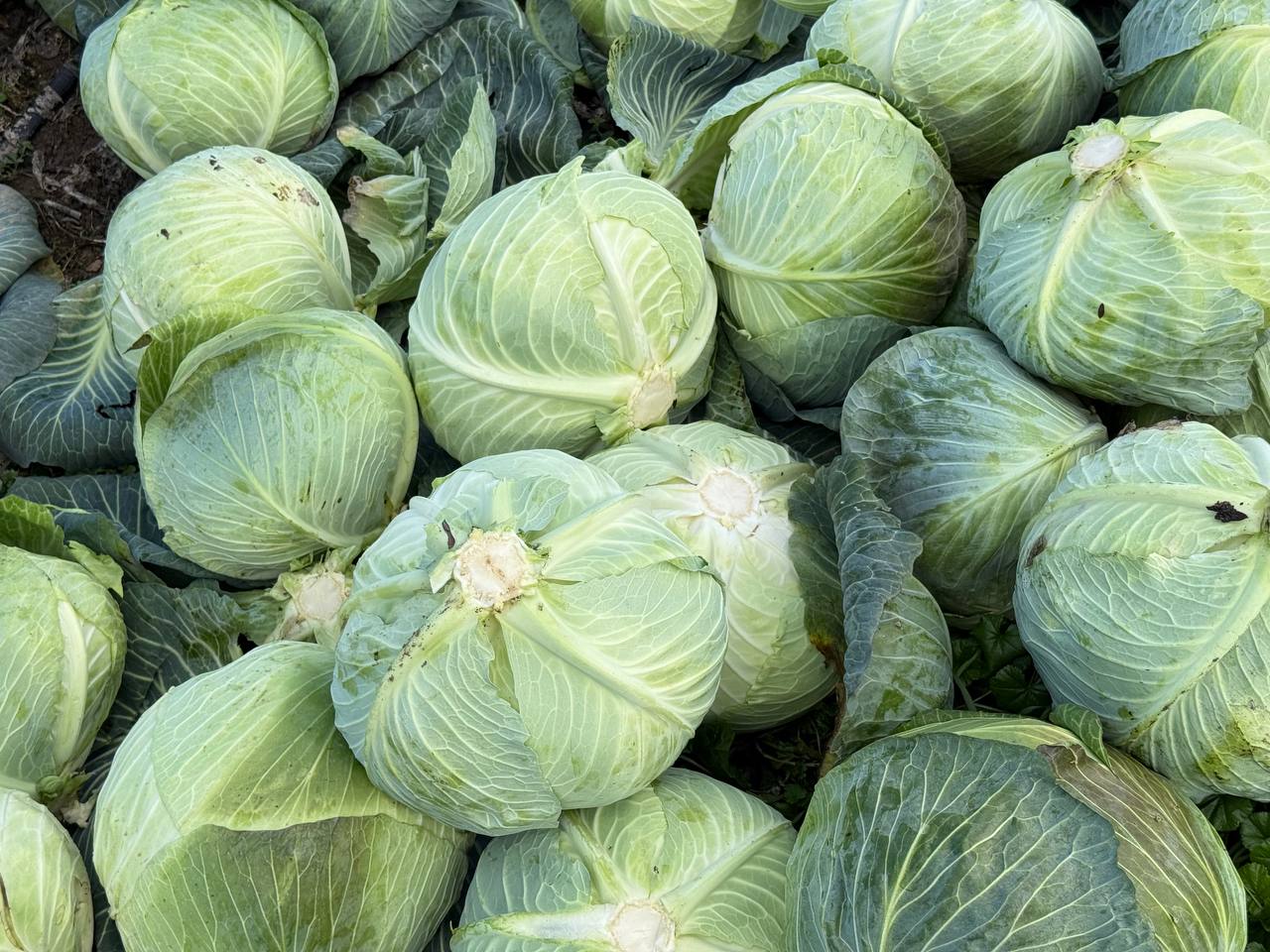 Денис Кратюк: В Республике Крым в активной фазе находится завершение уборочной кампании капусты белокочанной Денис Кратюк: В Республике Крым в активной фазе находится завершение уборочной кампании капусты белокочанной