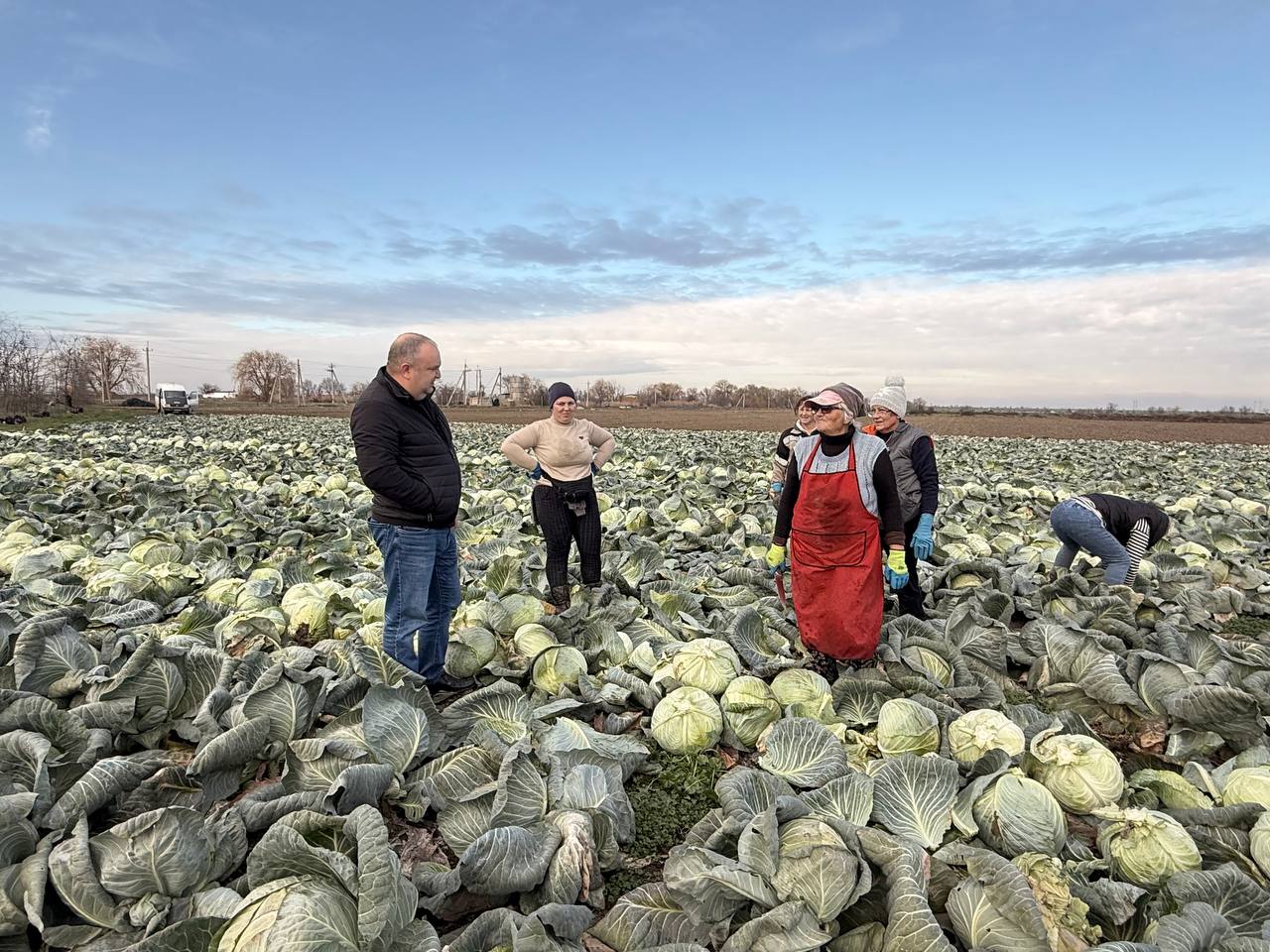 Денис Кратюк: В Республике Крым в активной фазе находится завершение уборочной кампании капусты белокочанной Денис Кратюк: В Республике Крым в активной фазе находится завершение уборочной кампании капусты белокочанной
