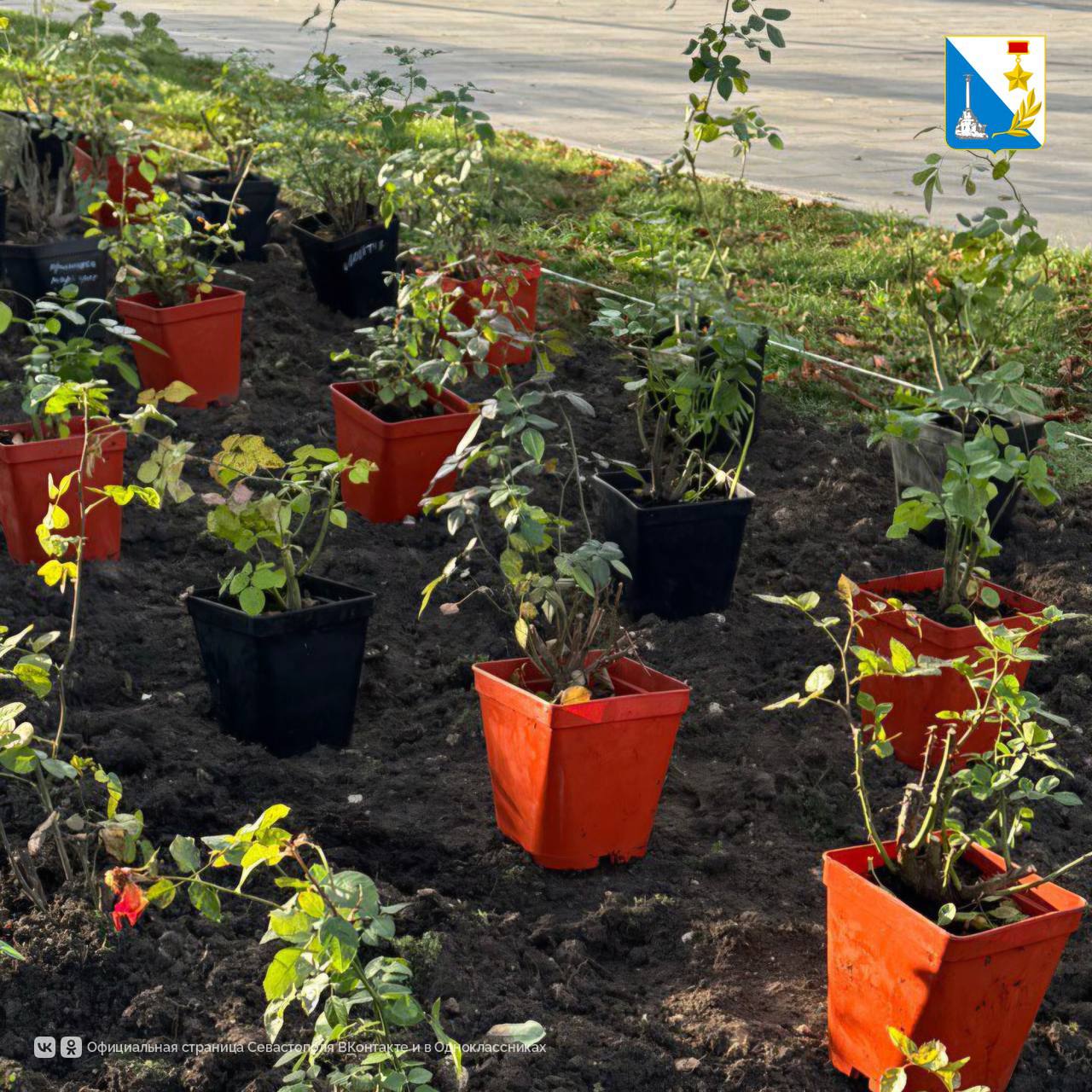 У Владимирского собора обновили розарий У Владимирского собора обновили розарий