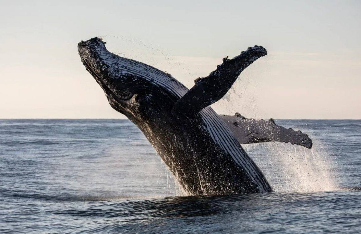 Ольга Шевцова: Хорошие новости со всего мира, о которых практически никто ничего не говорит