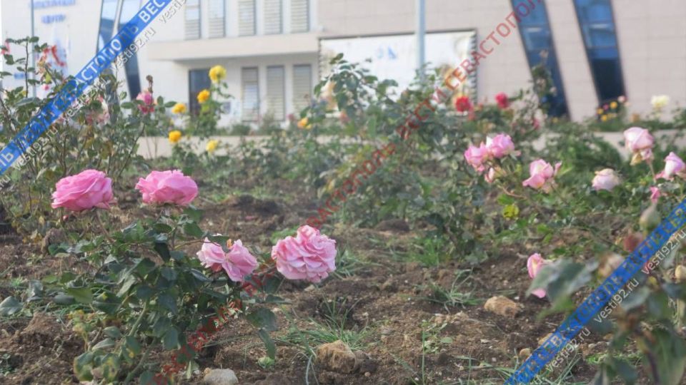 Новогодняя ярмарка в микрорайоне «Бухта Казачья» Новогодняя ярмарка в микрорайоне «Бухта Казачья»