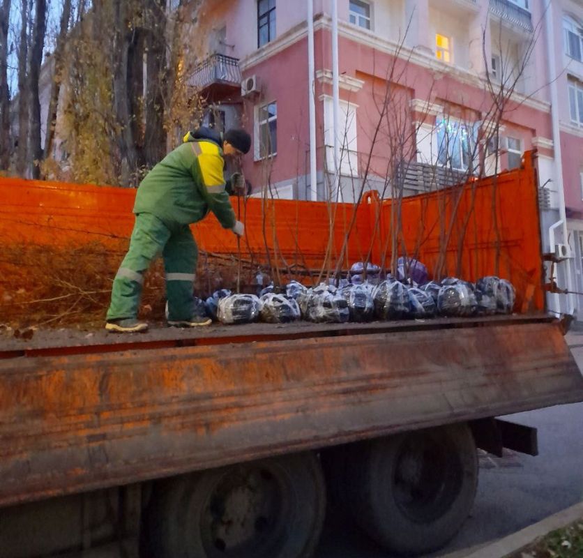 В Феодосии продолжаются работы по уборке зеленых зон и высадке молодых деревьев В Феодосии продолжаются работы по уборке зеленых зон и высадке молодых деревьев