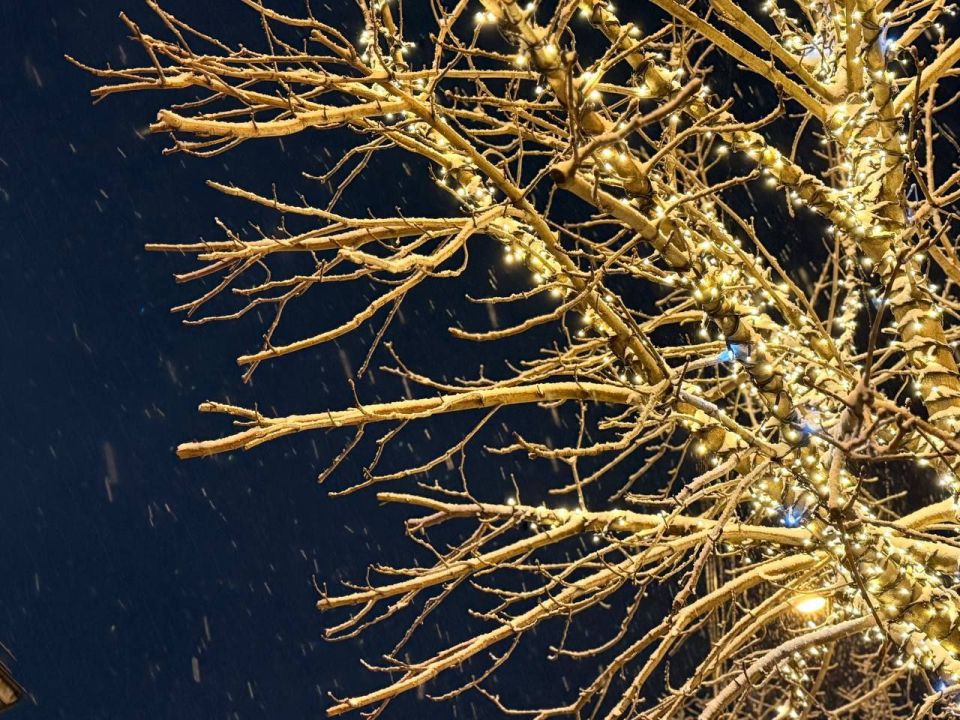 Вдоль улицы Кирова появилась аллея из светящихся деревьев Вдоль улицы Кирова появилась аллея из светящихся деревьев