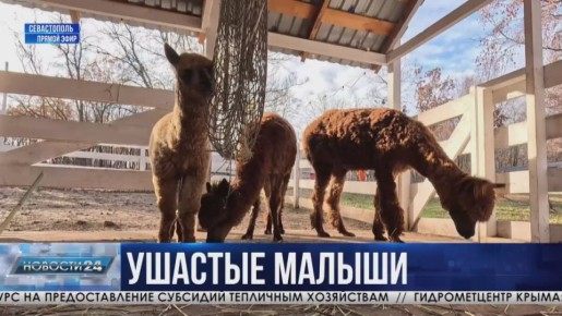 ������ ����������. ��� �� �������� ��������� �� ����� � �����������?