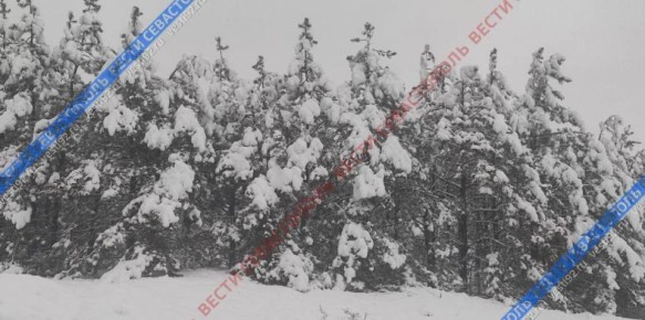 Вот так сейчас выглядит лес за городом