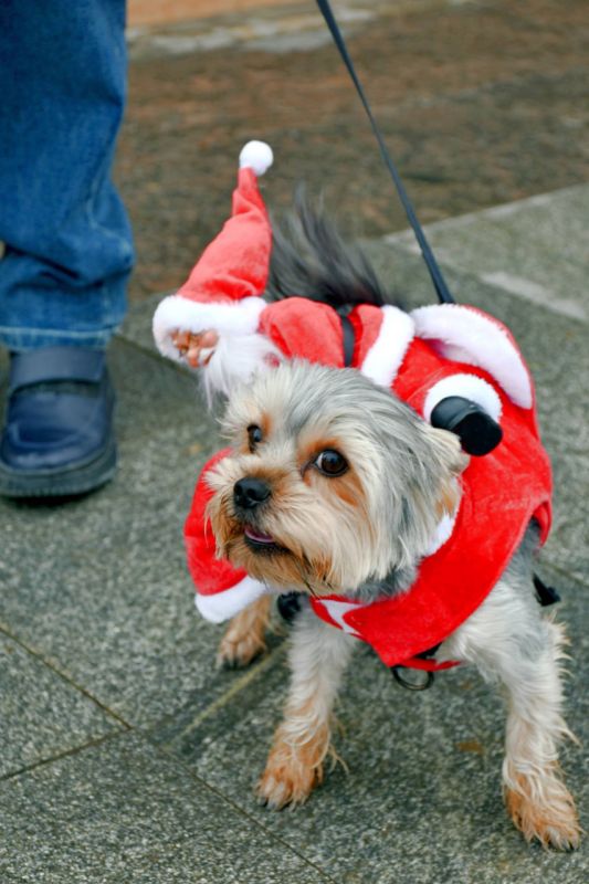 В рамках проведения новогодней ярмарки на набережной прошла развлекательная программа для взрослых и детей В рамках проведения новогодней ярмарки на набережной прошла развлекательная программа для взрослых и детей
