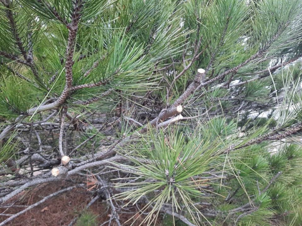 В предновогодний период в Крыму пресечено 3 случая незаконной заготовки хвойных