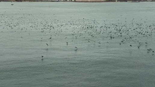 ����� ��������: ���� ����� �����-� ��������� ������