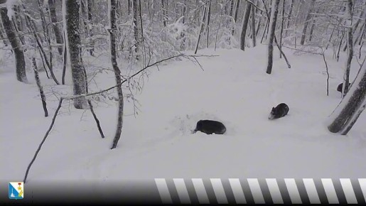 Кадры из леса Севастополя: семья кабанов пробирается через сугробы