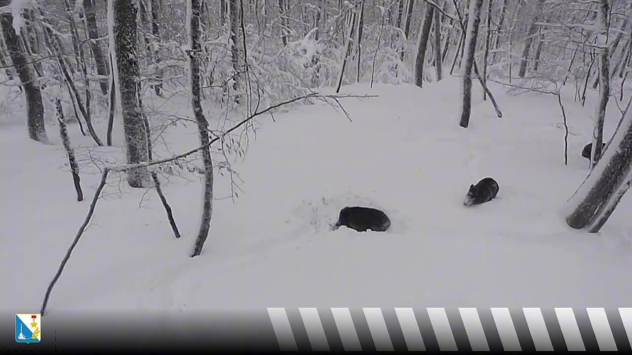Ничего милее вы сегодня не увидите