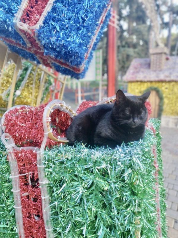 Галина Огнёва: Доброе утро, алуштинцы!. Пусть эта неделя будет по-настоящему домашней, уютной и светлой