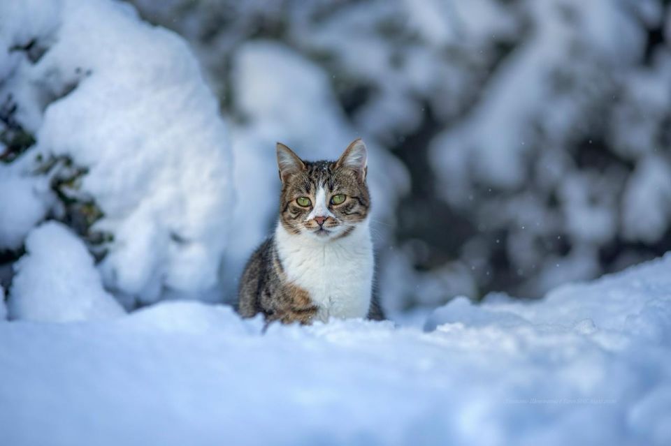 ���������� ������ � �����������