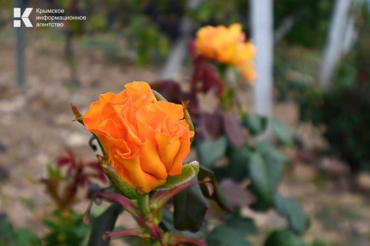 6-8 ������ � ����� ���������� ������������ �������� ������