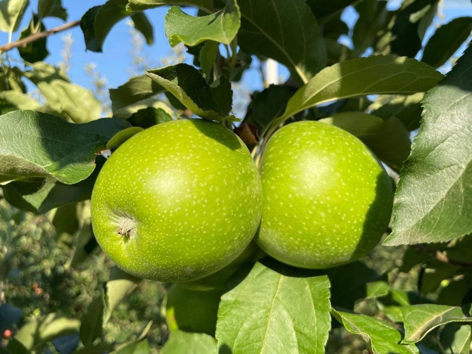 � ����� ����� ������� ����������� �������� ���������� ��������� 16 ���