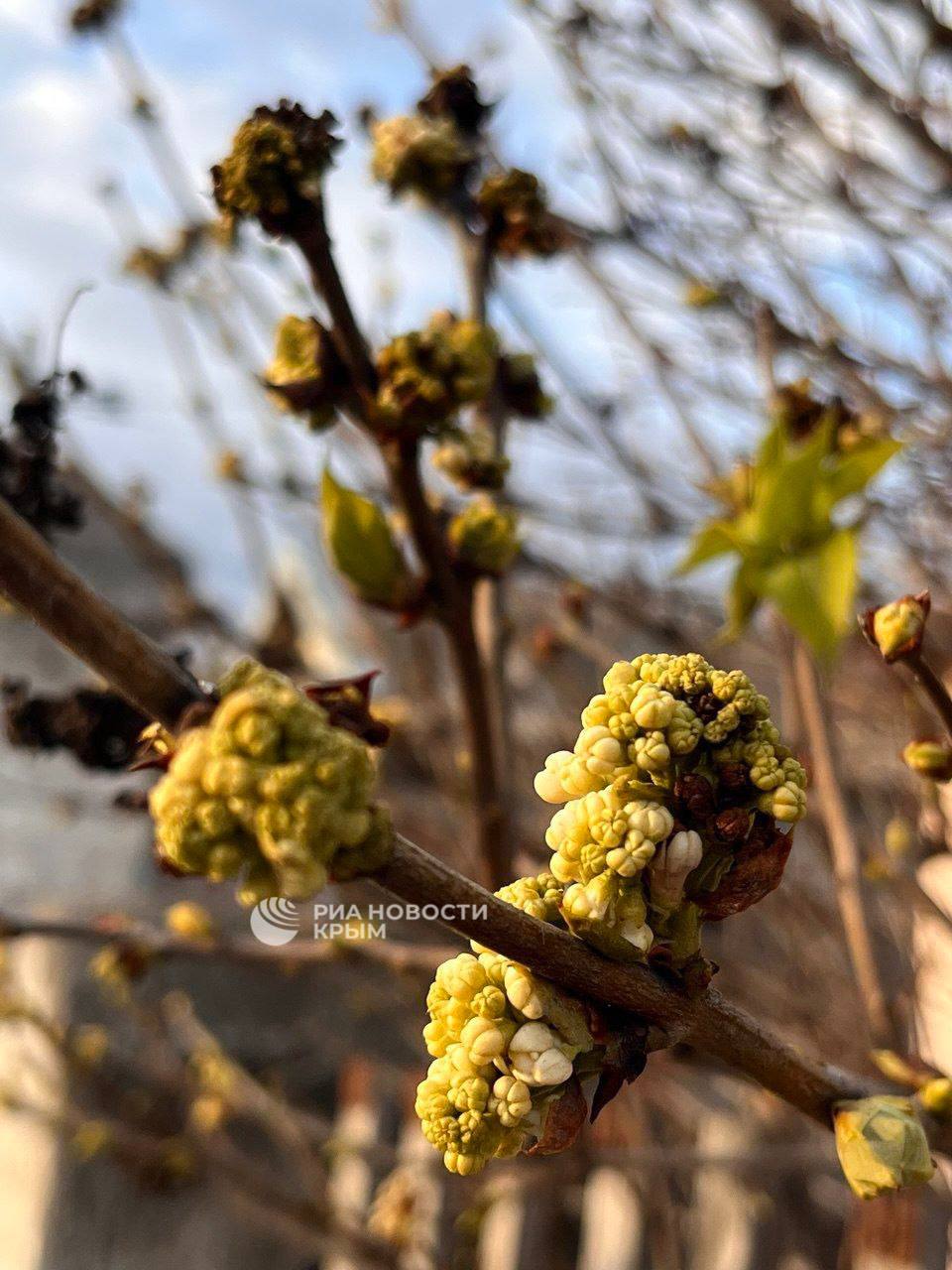 Невероятно, но факт: не только ирисы и нарциссы расцвели на полуострове в январе! Невероятно, но факт: не только ирисы и нарциссы расцвели на полуострове в январе!