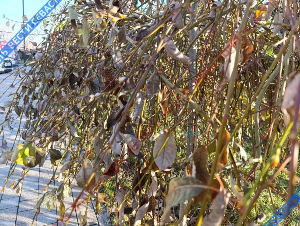 � ����������� ����� ����������� �� ���� ���������� �� ��������� ��������� ������� �����