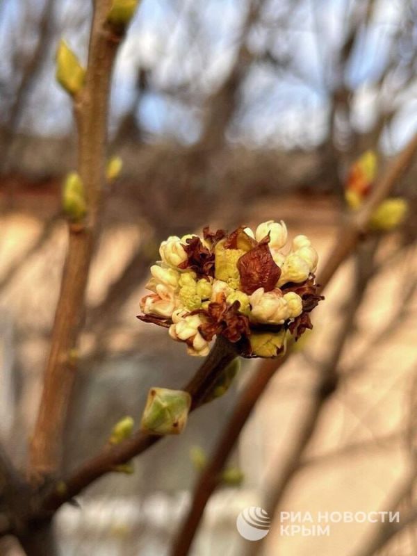 В Симферополе побит температурный рекорд за 95 лет