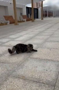 � ����� �������������� ���������� ������������ �� �������� ��������� ������ ����� �����