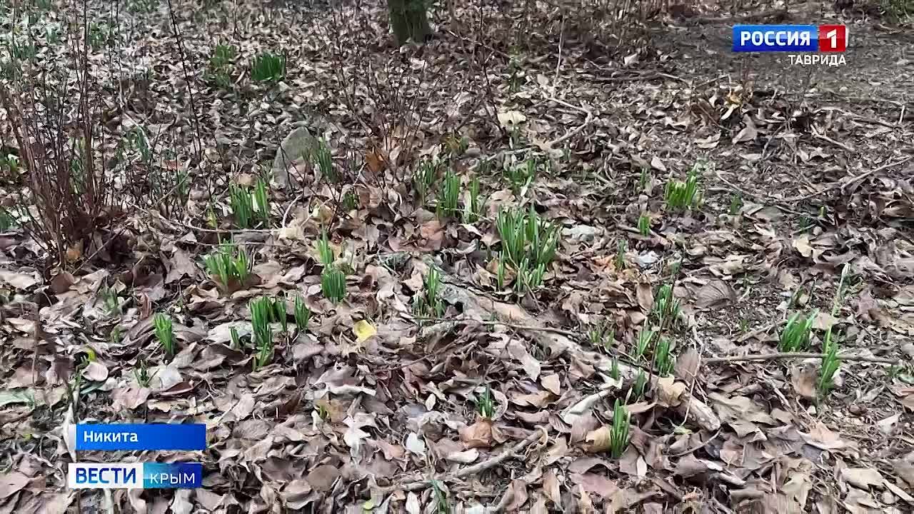 В Никитском ботсаду зацвели розы и подснежники