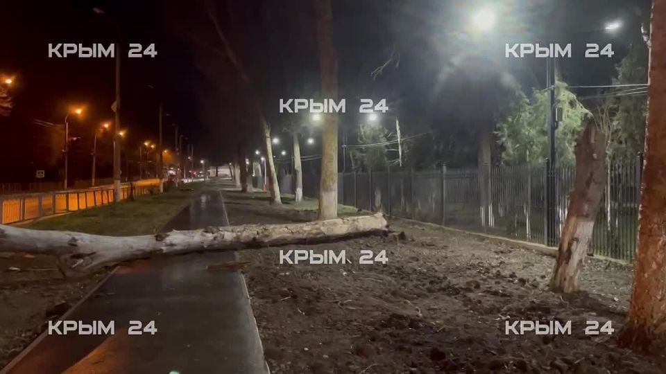 Коммунальщики убирают дерево, упавшее на троллейбус в Керчи