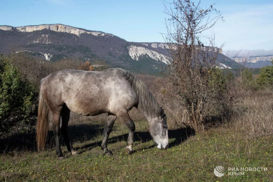 � ������ ����� ���������� ������� �������� ������ �������