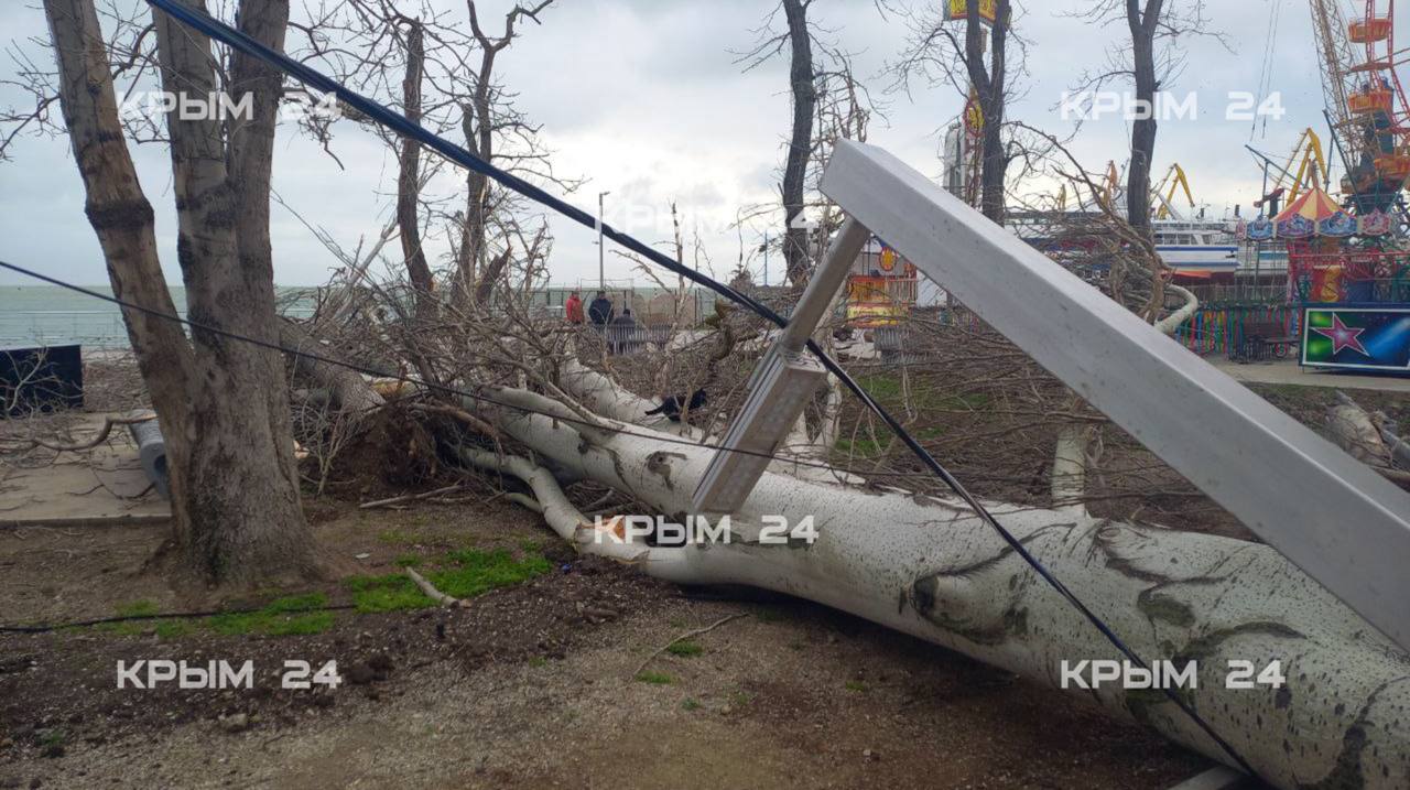 Сильный ветер повалил деревья и оборвал электросети в Феодосии Сильный ветер повалил деревья и оборвал электросети в Феодосии
