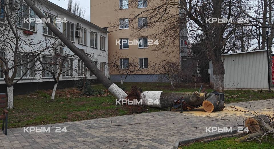 Штормовой ветер повалил дерево у автовокзала в Керчи Штормовой ветер повалил дерево у автовокзала в Керчи
