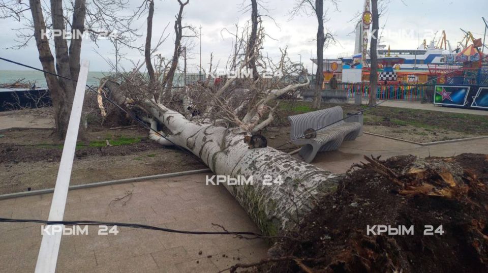 Сильный ветер повалил деревья и оборвал электросети в Феодосии Сильный ветер повалил деревья и оборвал электросети в Феодосии