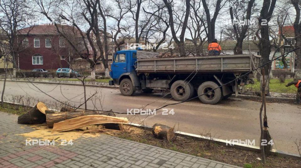 Сильный ветер повалил деревья и оборвал электросети в Феодосии Сильный ветер повалил деревья и оборвал электросети в Феодосии