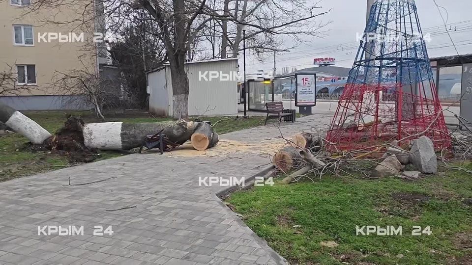 Штормовой ветер повалил дерево у автовокзала в Керчи